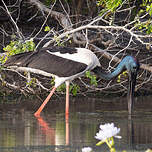 Jabiru d'Asie
