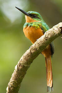 Jacamar à queue rousse