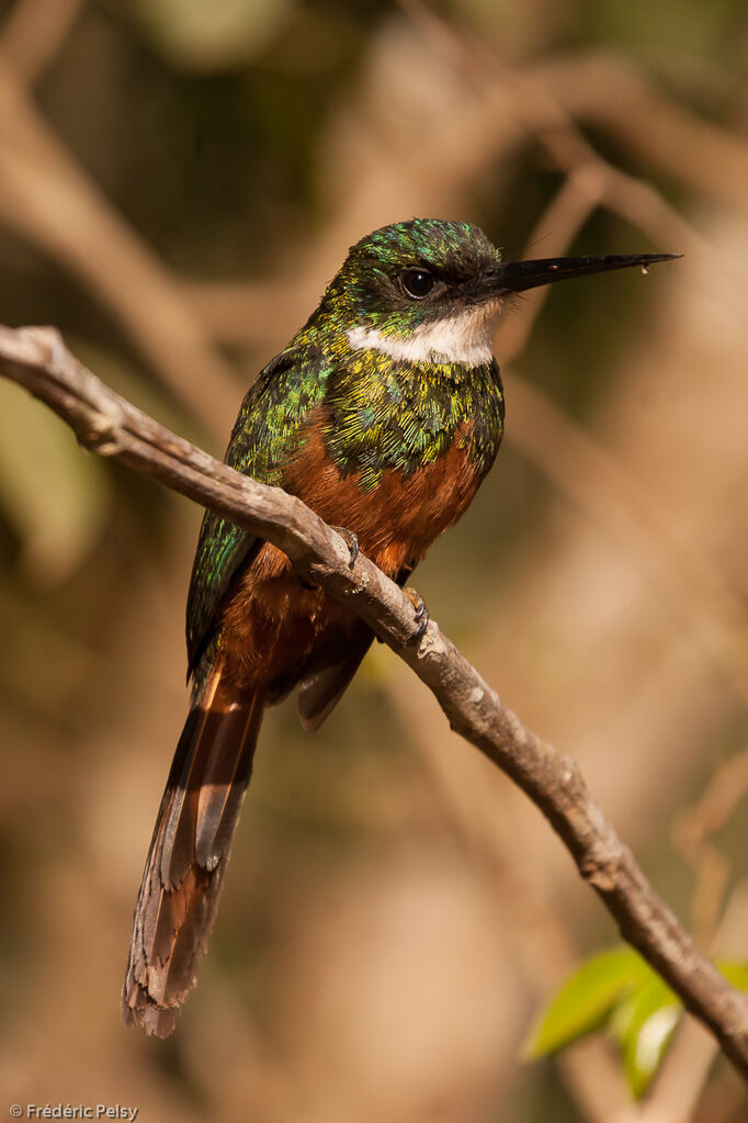 Rufous-tailed Jacamar male adult