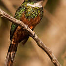 Jacamar à queue rousse