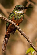 Rufous-tailed Jacamar