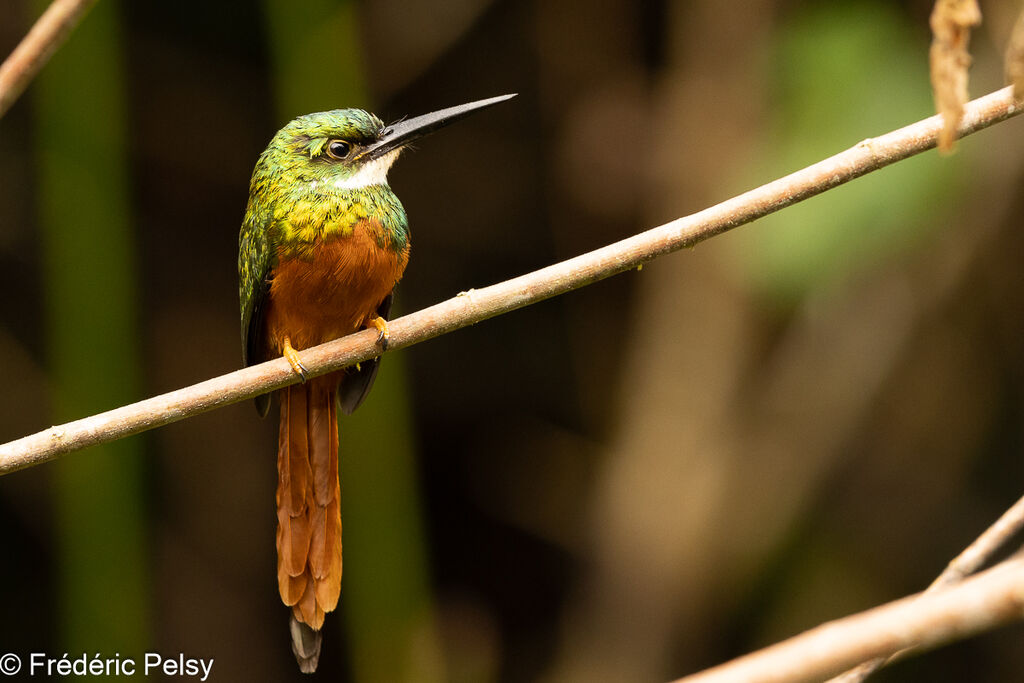 Rufous-tailed Jacamar