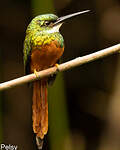 Jacamar à queue rousse