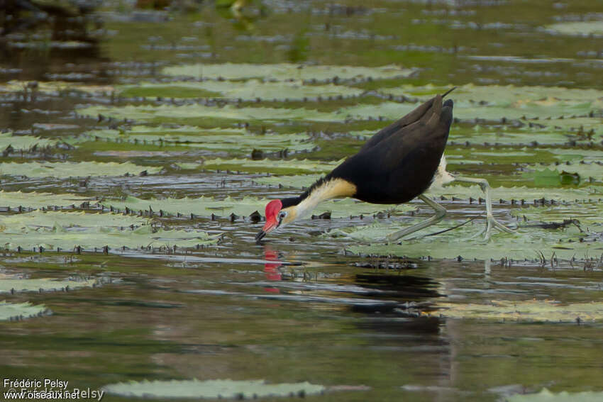 Comb-crested Jacanaadult, eats