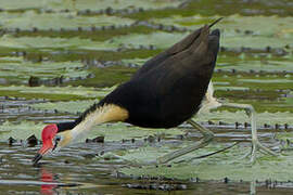 Jacana à crête