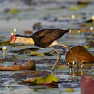 Jacana à crête