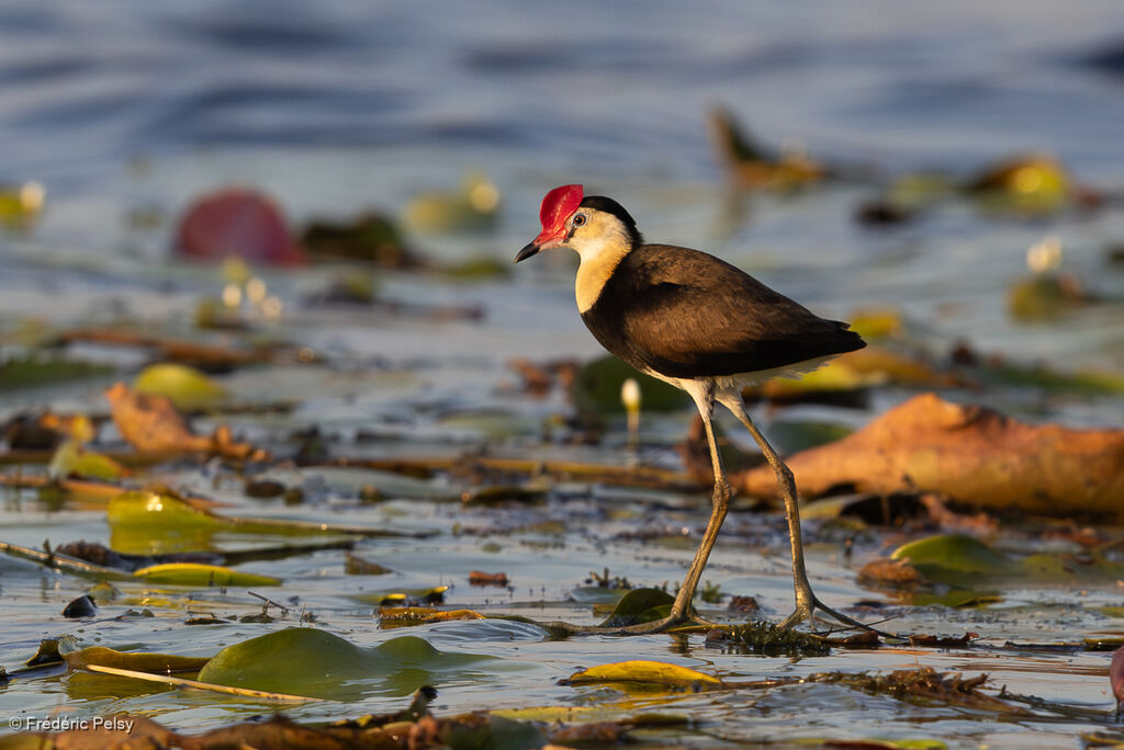 Jacana à crêteadulte