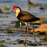 Jacana à crête