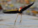 Jacana à crête