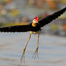 Jacana à crête