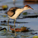 Jacana à crête