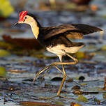 Jacana à crête