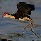 Jacana à crête