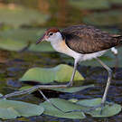 Jacana à crête