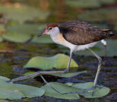 Jacana à crête