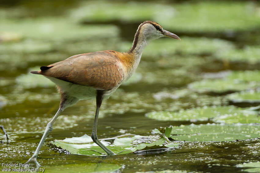 Jacana à poitrine doréejuvénile, identification