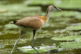 African Jacana