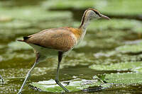 Jacana à poitrine dorée