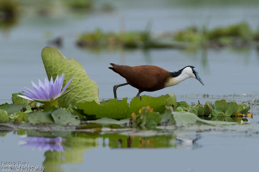 Jacana à poitrine doréeadulte nuptial, habitat, pigmentation, marche