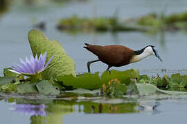 African Jacana