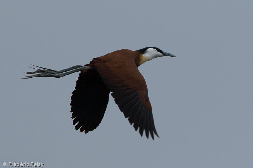 Jacana à poitrine doréeadulte