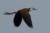 Jacana à poitrine dorée