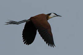 African Jacana