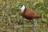 Jacana à poitrine dorée