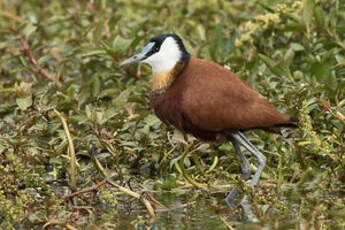 Jacana à poitrine dorée