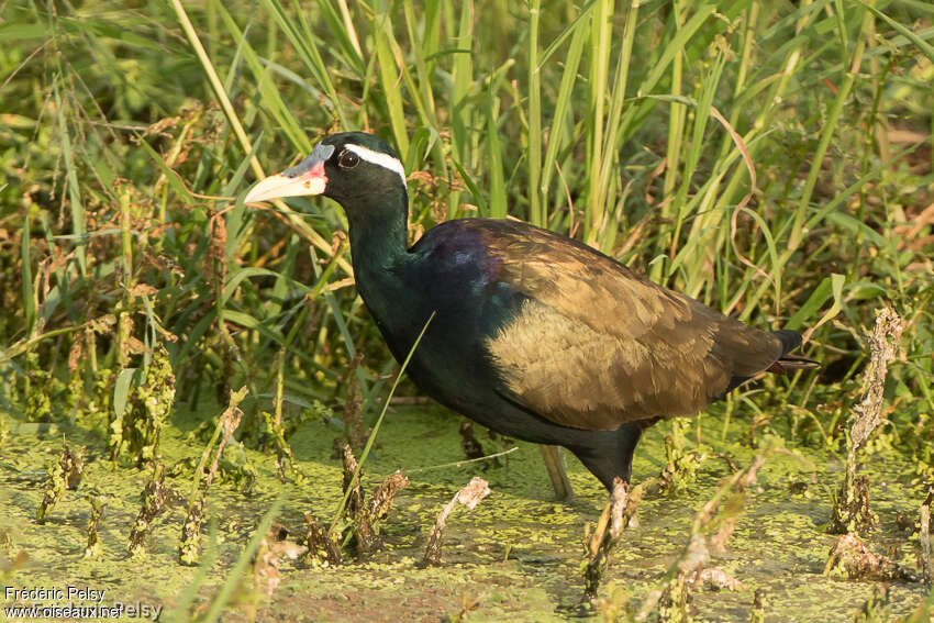 Bronze-winged Jacanaadult, identification