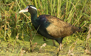 Bronze-winged Jacana