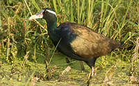 Jacana bronzé