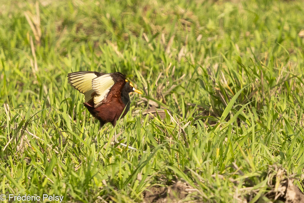 Jacana du Mexique