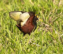 Jacana du Mexique