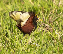 Northern Jacana