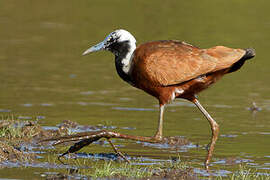 Madagascan Jacana