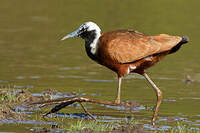 Jacana malgache