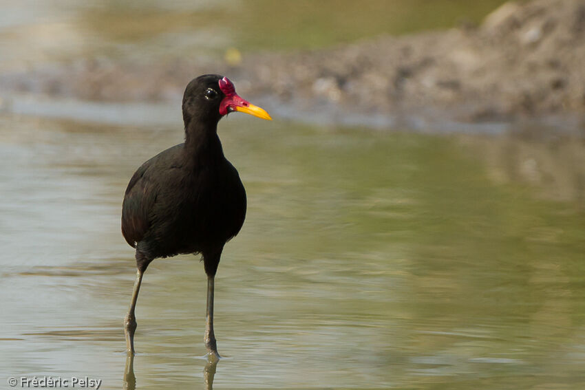 Wattled Jacana