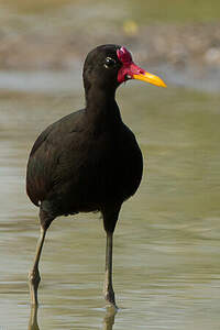 Jacana noir