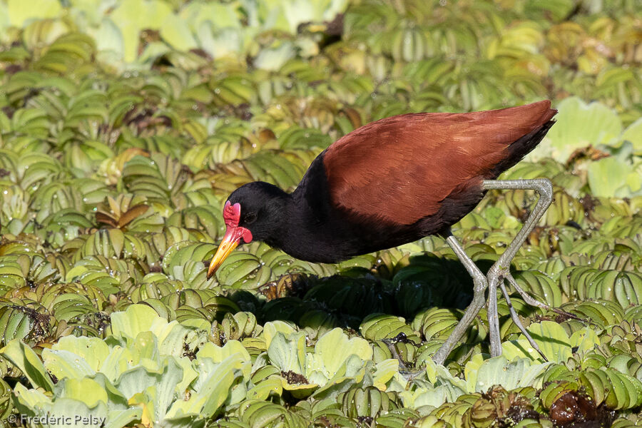 Wattled Jacana