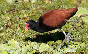 Wattled Jacana