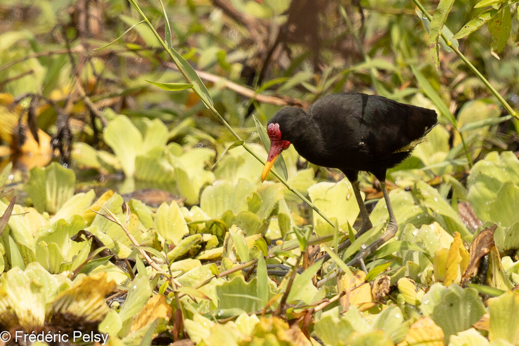 Wattled Jacana