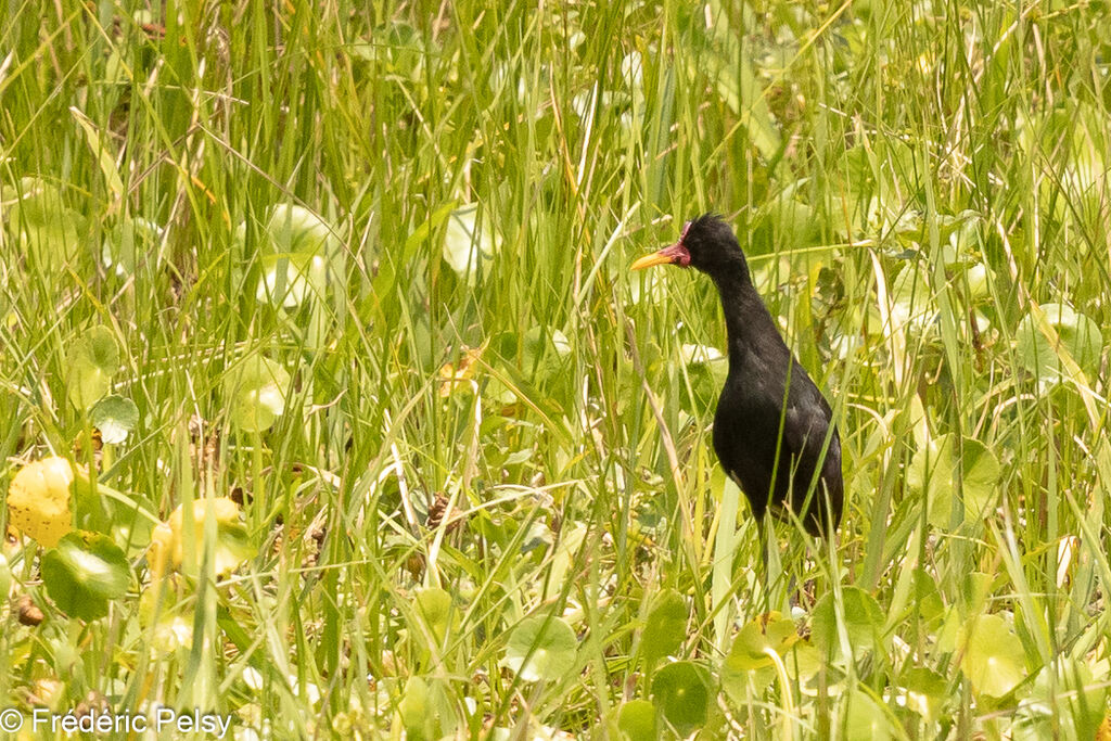 Wattled Jacana