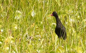 Wattled Jacana