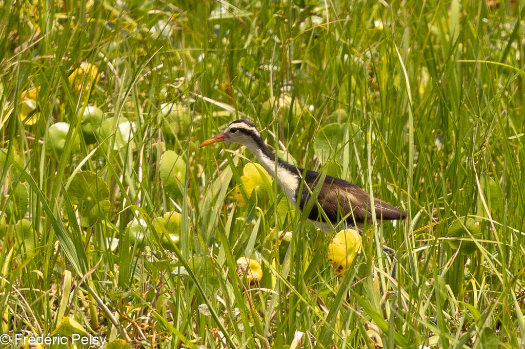 Jacana noirimmature