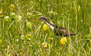 Wattled Jacana