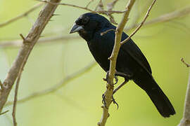 Blue-black Grassquit