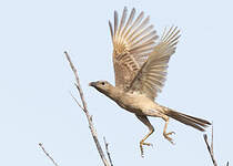 Jardinier à nuque rose