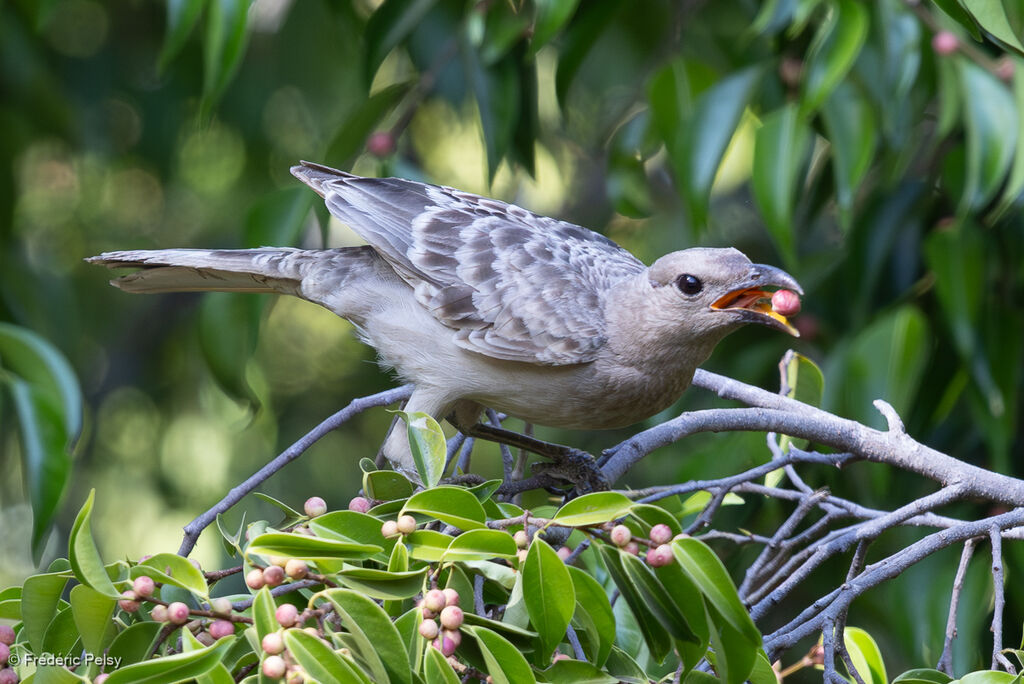 Jardinier à nuque rose