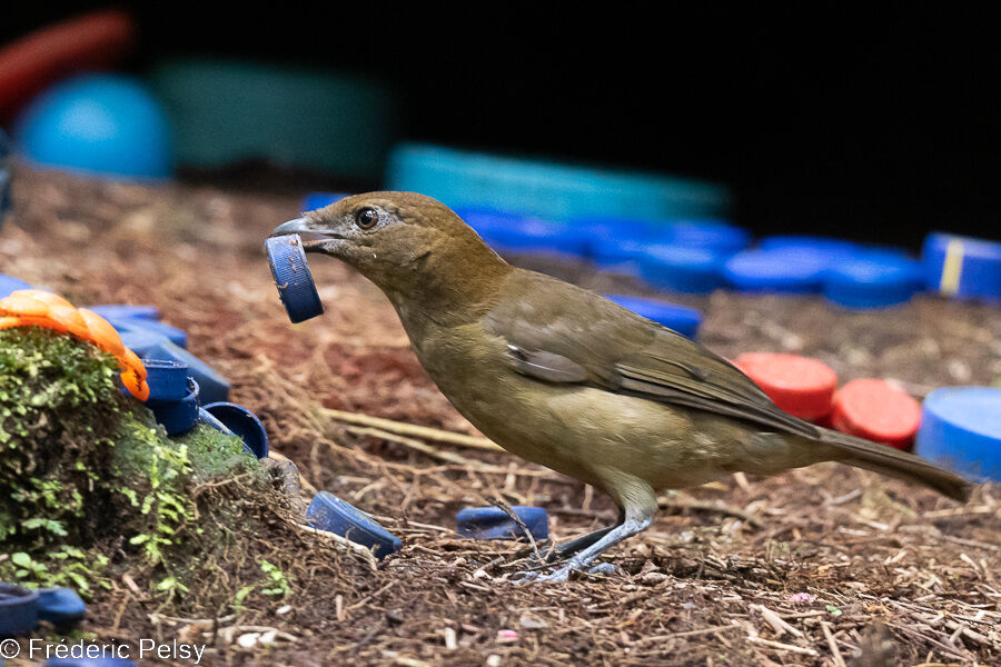 Vogelkop Bowerbird